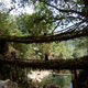 Illustration for article titled This ancient bridge is engineered from living trees